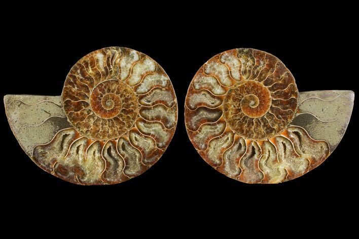 Agatized Ammonite Fossil - Madagascar #111480
